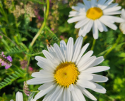 Pluk je eigen bloemen in de bloemenpluktuin in amersfoort vathorst bij de bloemenpluktuin van land in zicht.