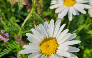 Pluk je eigen bloemen in de bloemenpluktuin in amersfoort vathorst bij de bloemenpluktuin van land in zicht.