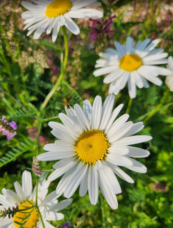 Pluk je eigen bloemen in de bloemenpluktuin in amersfoort vathorst bij de bloemenpluktuin van land in zicht.